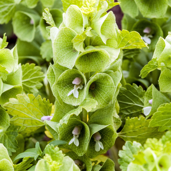 Bells of Ireland Seeds – Unique Green Bloom
