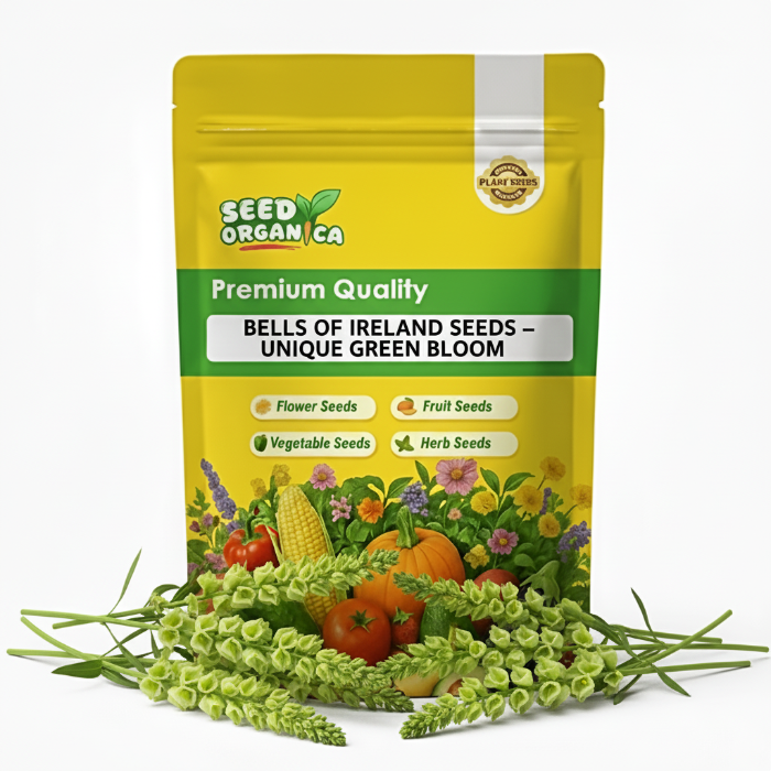 Bells of Ireland Seeds – Unique Green Bloom
