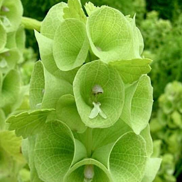 Bells of Ireland Seeds –Wildflower