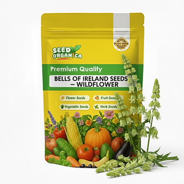 Bells of Ireland Seeds –Wildflower