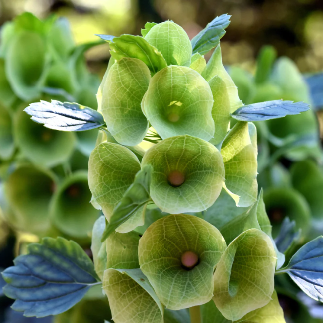 Bells of Ireland Seeds – Unique Green Bloom
