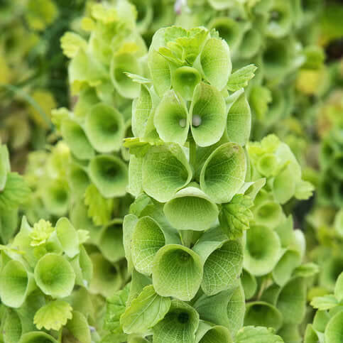 Bells of Ireland Seeds –Wildflower