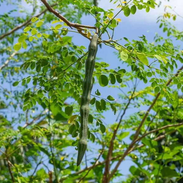 Ben Oil Tree Seeds - Herbal Plant