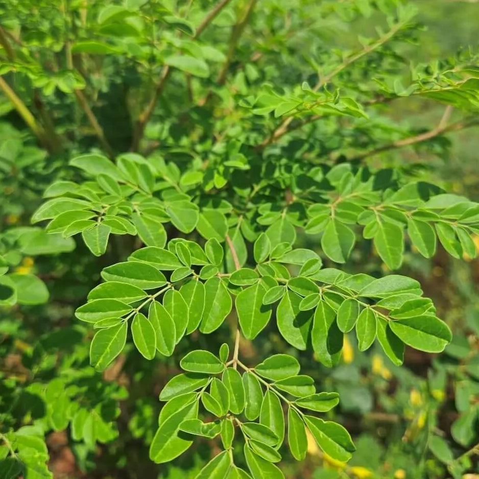 Ben Oil Tree Seeds - Herbal Plant