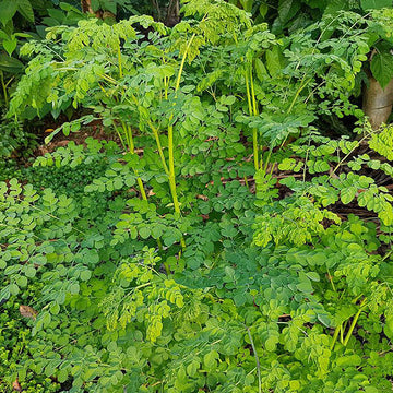 Benzoil Tree Seeds - Herbal Plant