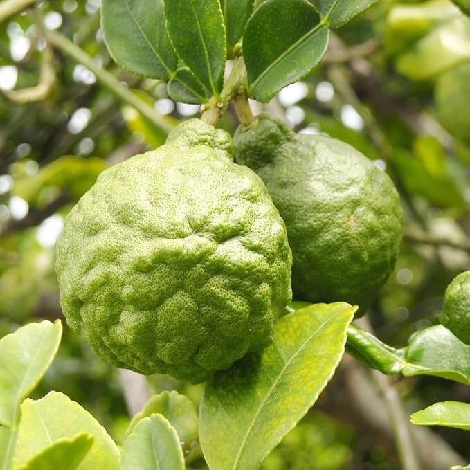 Bergamot Seeds - Fruit Plant for Home Gardens