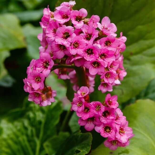 Bergenia Seeds - Flower Plant for Home Gardens
