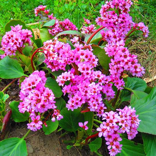 Bergenia Seeds - Flower Plant for Home Gardens