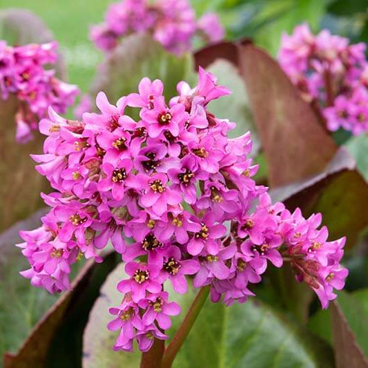 Bergenia Seeds - Flower Plant for Home Gardens
