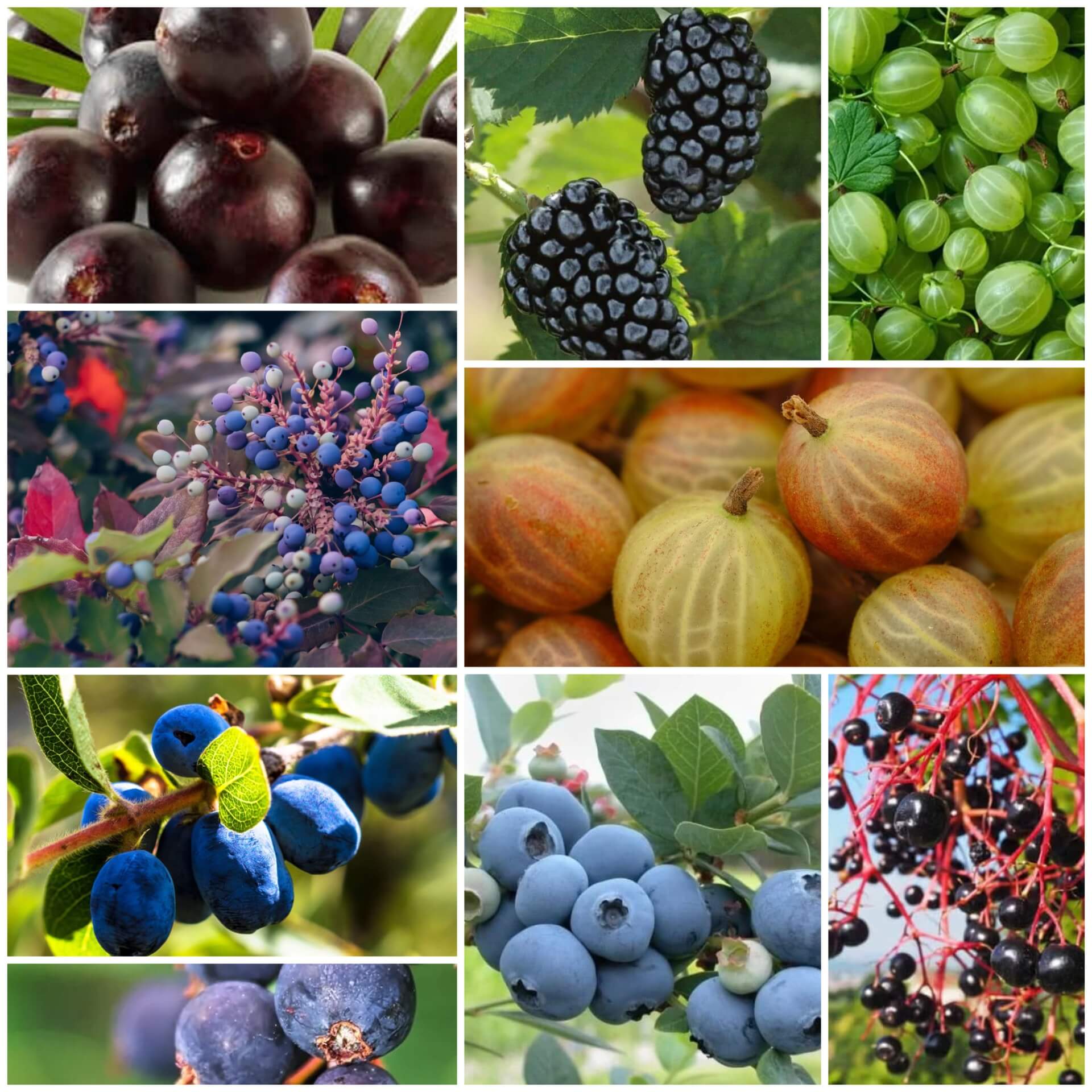 Berry Seeds - All In One For Home Gardens