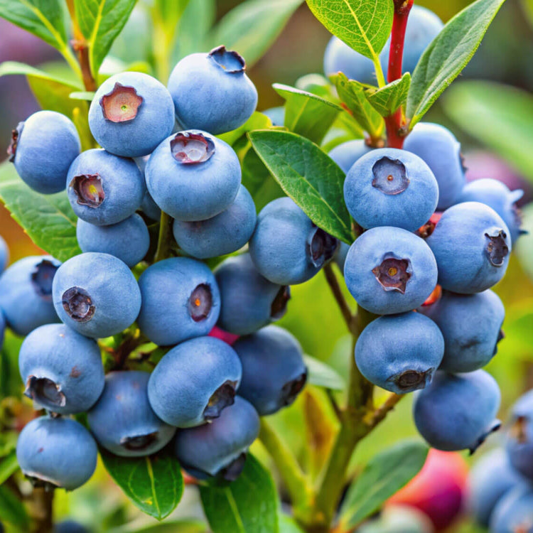 Berry Seeds - All In One For Home Gardens