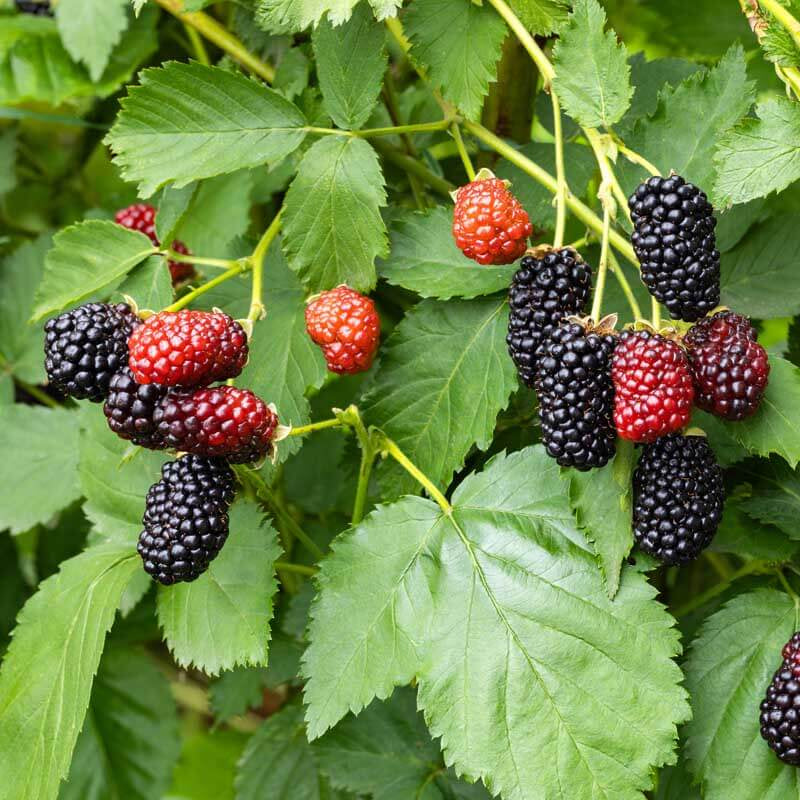 Berry Seeds - All In One For Home Gardens