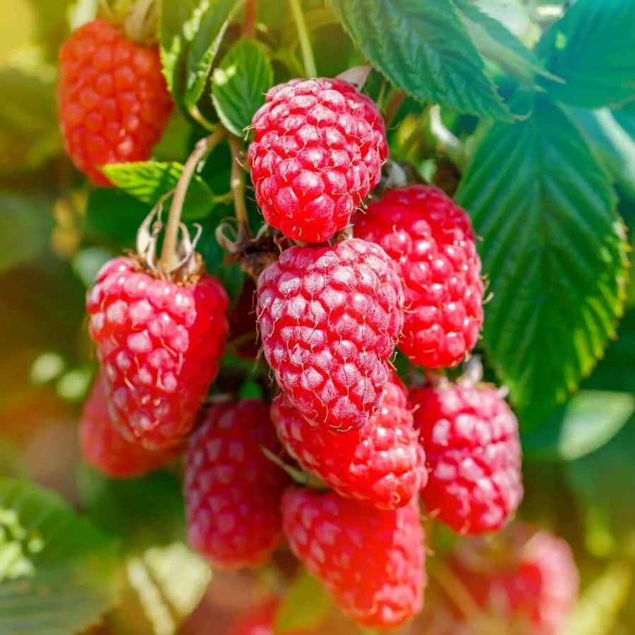 Berry Seeds - All In One For Home Gardens