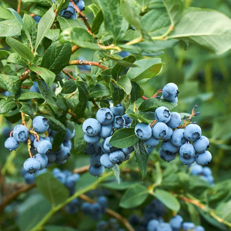 Berry Seeds - All In One For Home Gardens