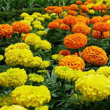 Marigold Seeds – Outdoor