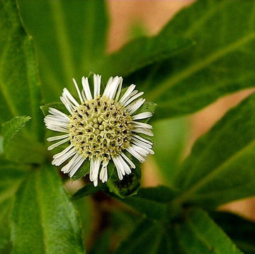 Bhringraj Seeds
