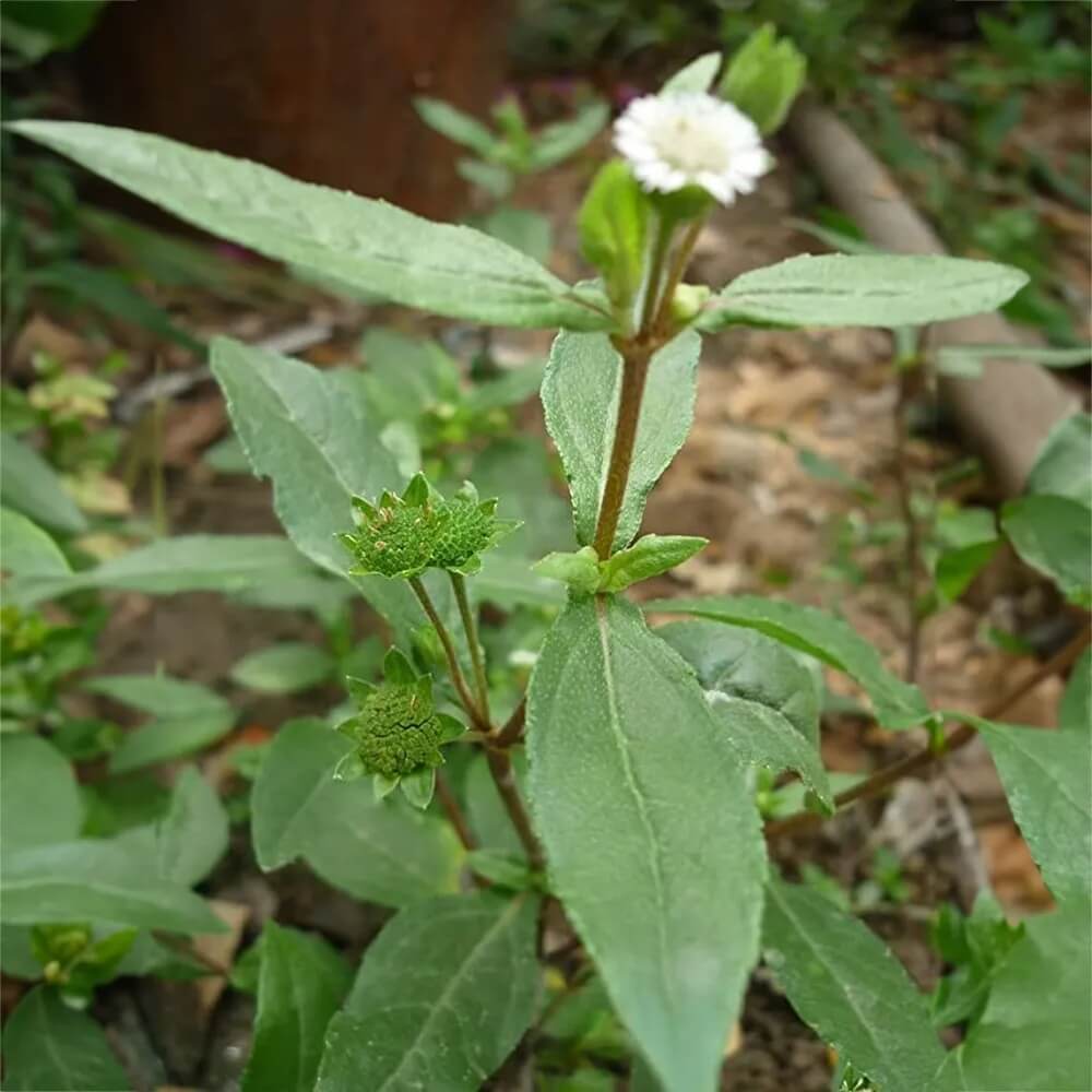 Bhringraj Seeds – Eclipta alba