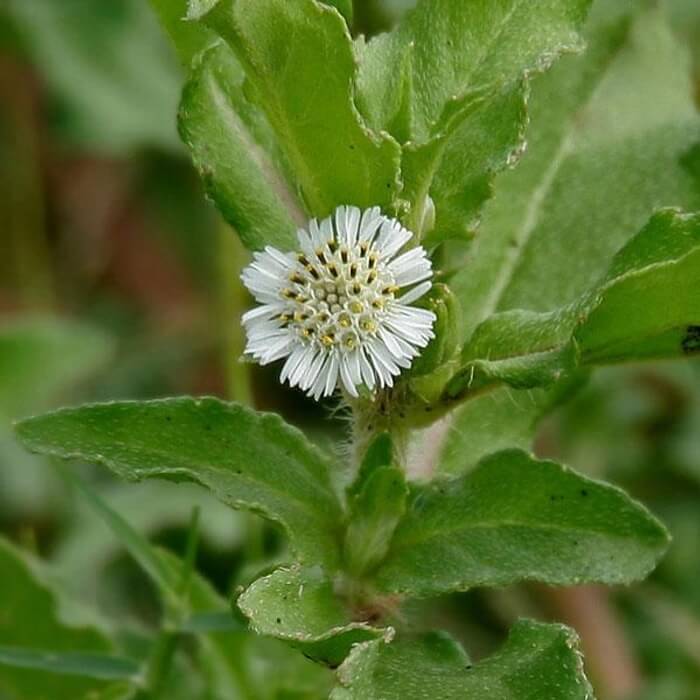 Bhringraj Seeds – Eclipta alba