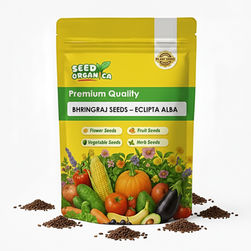 Bhringraj Seeds – Eclipta alba