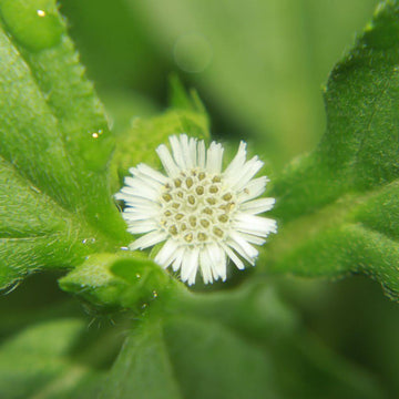 Eclipta alba Bhringraj Seeds – Herbal Plant