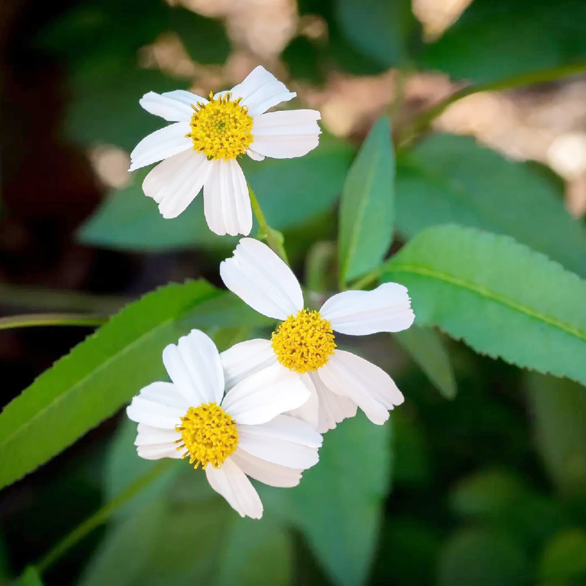 Bidens Seeds – Alba
