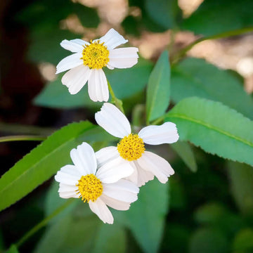 Bidens Seeds – Alba
