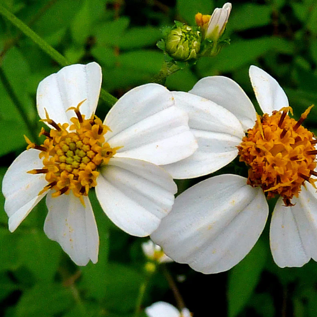 Bidens Alba Seeds – Butterfly Needles

