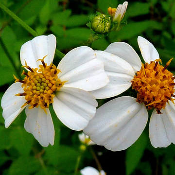 Bidens Alba Seeds – Butterfly Needles
