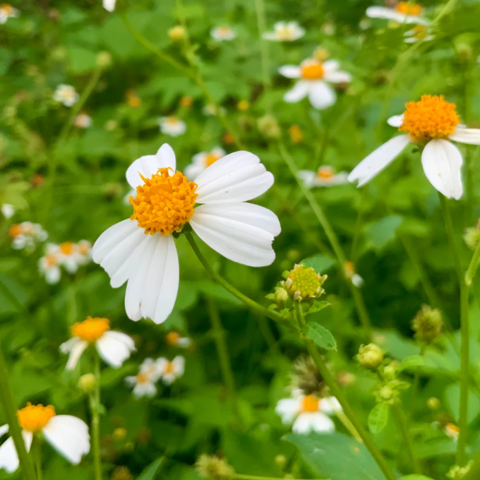 Bidens Alba Seeds – Butterfly Needles
