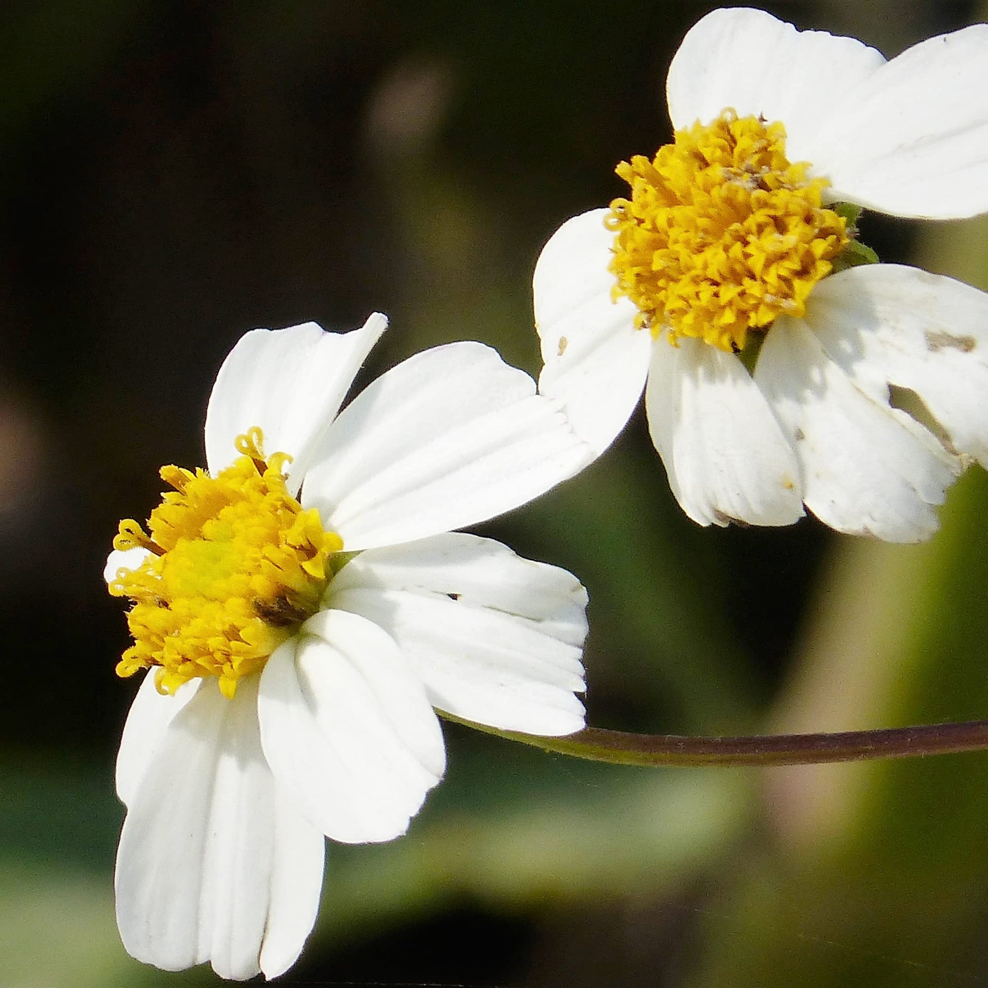 Bidens Seeds – Alba
