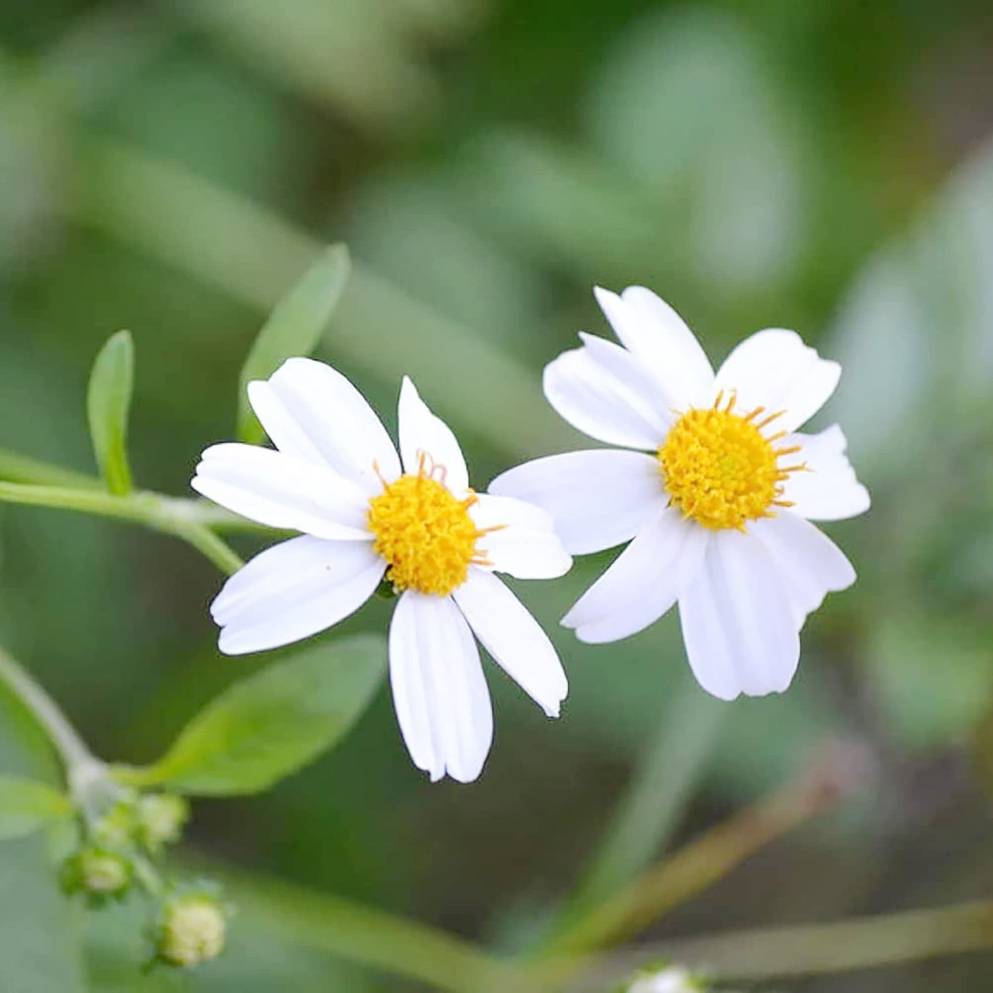 Bidens Seeds – Alba
