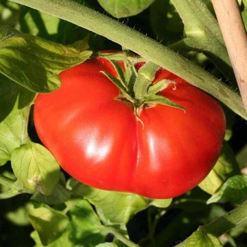 Big Beef Tomato Seeds - Vegetable Plant