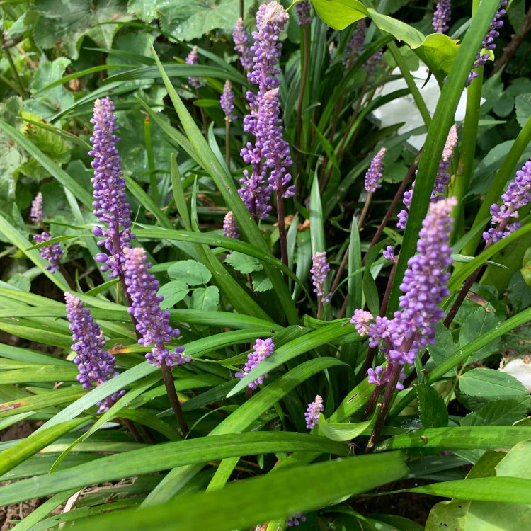 Big Blue Lilyturf Seeds