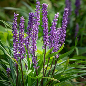 Big Blue Liriope Seeds For Planting