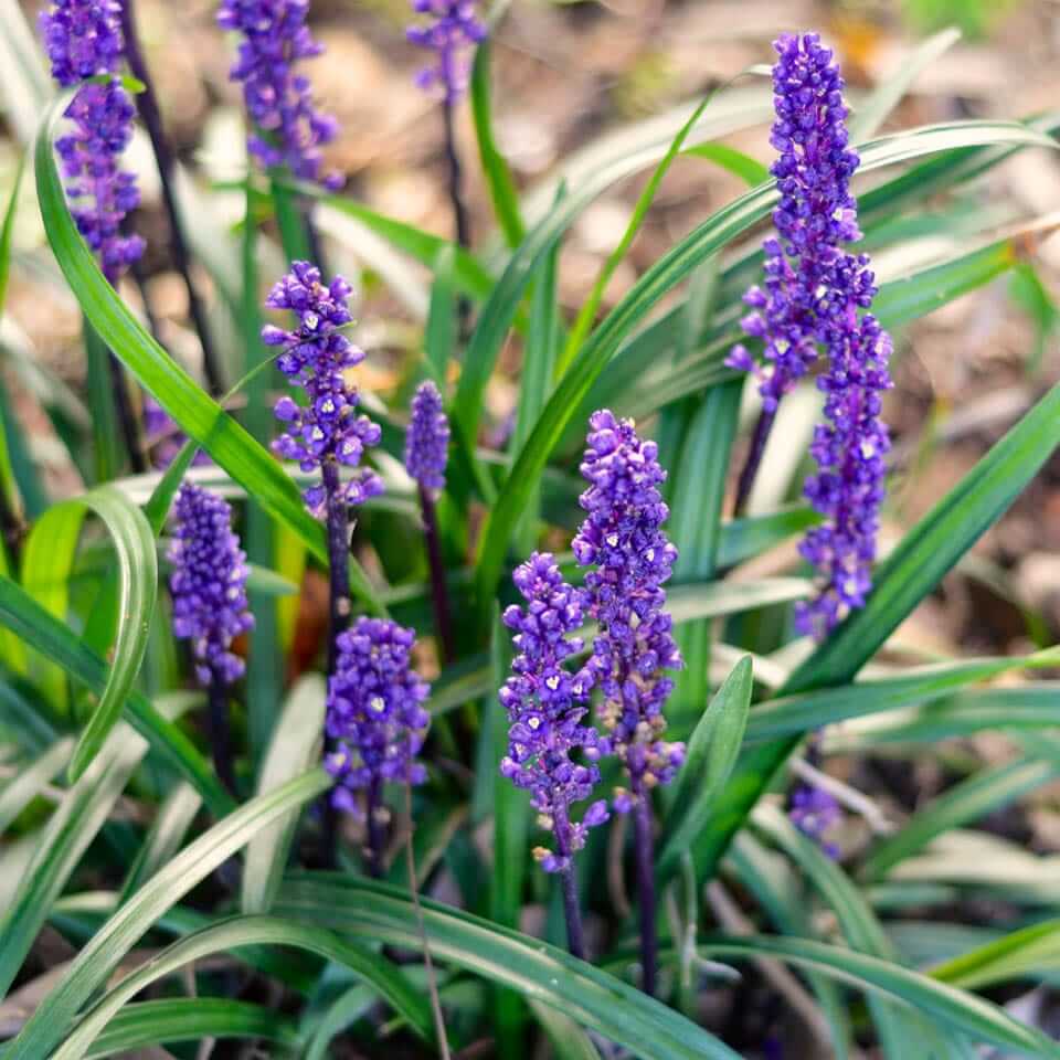 Big Blue Liriope Seeds For Planting
