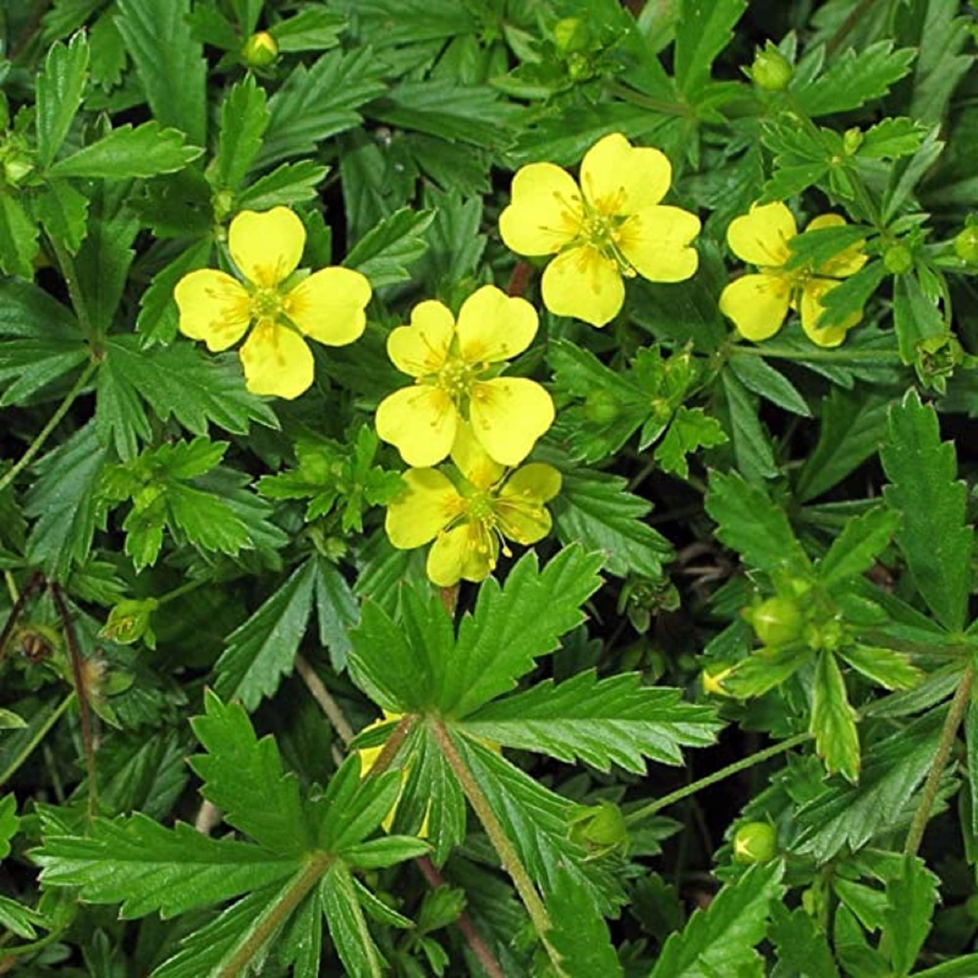 Bigflower Cinquefoil Seeds – Hardy Perennial Blooms
