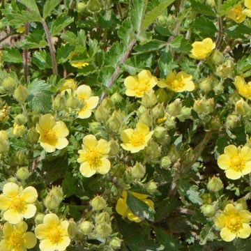 Bigflower Cinquefoil Seeds – Hardy Perennial Blooms
