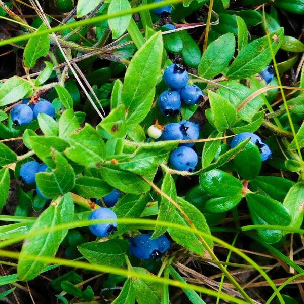 Bilberry Berry Bush Seeds