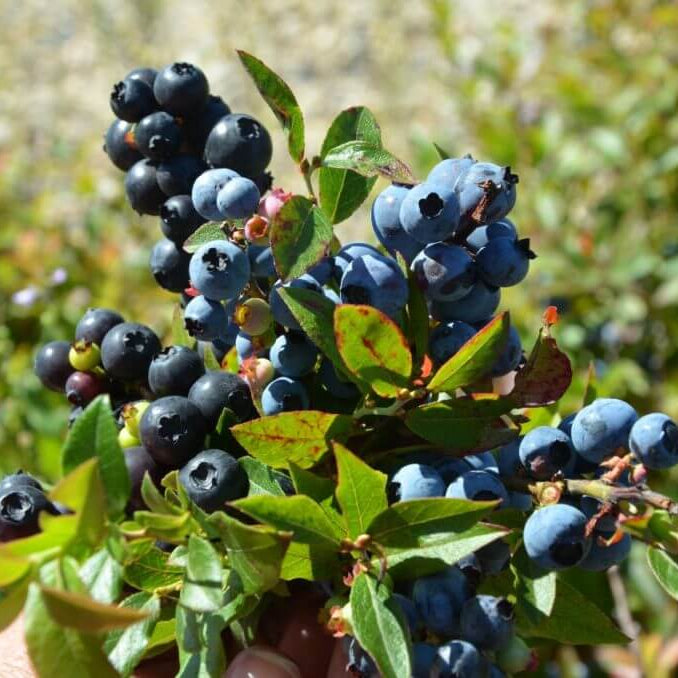 Bilberry Berry Bush Seeds