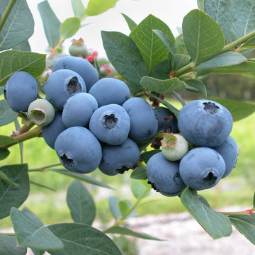 Bilberry Seeds - Fruit Plant for Home Gardens
