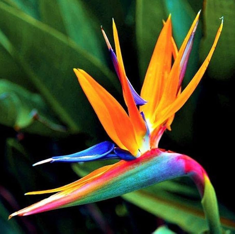 Bird of Paradise Seeds – Orange
