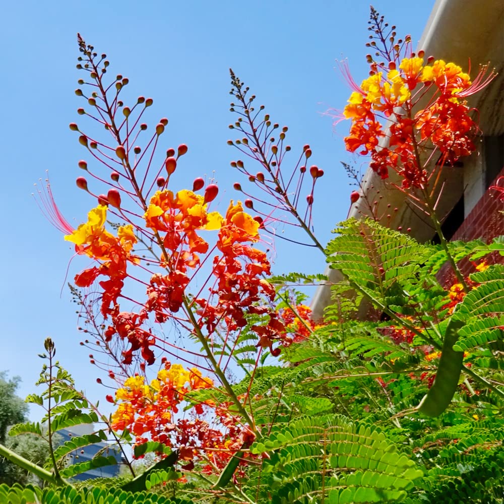 Bird of Paradise Seeds – Red
