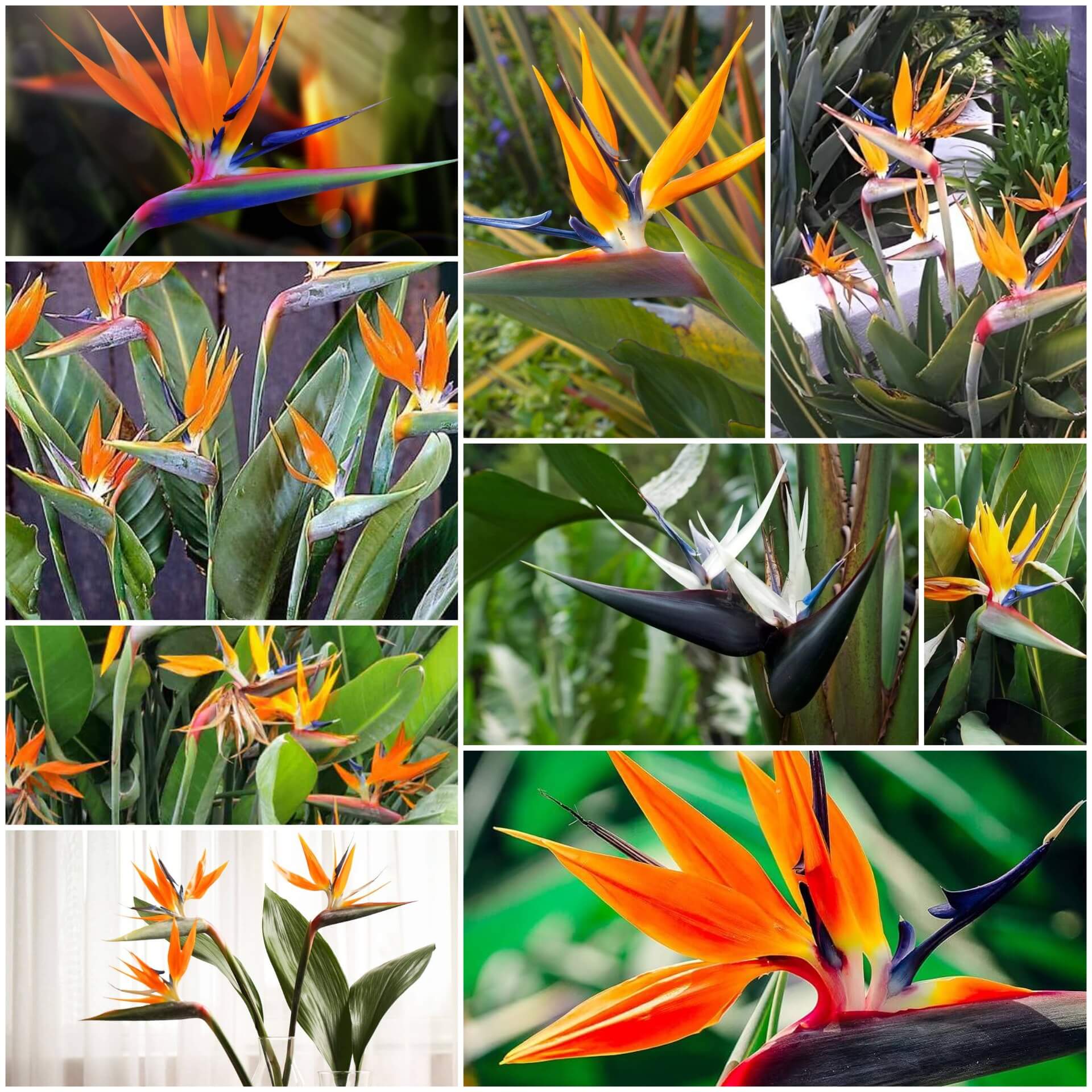 Bird of Paradise Seeds - All In One For Home Gardens