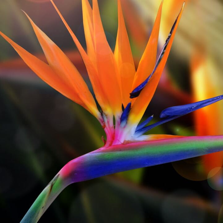 Bird of Paradise Seeds - All In One For Home Gardens