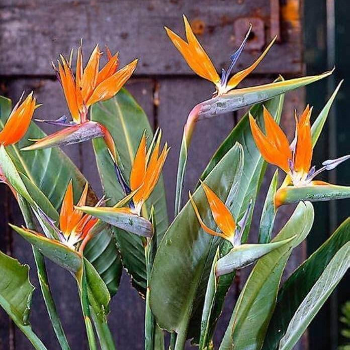 Bird of Paradise Seeds - All In One For Home Gardens