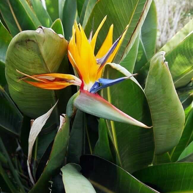 Bird of Paradise Seeds - All In One For Home Gardens