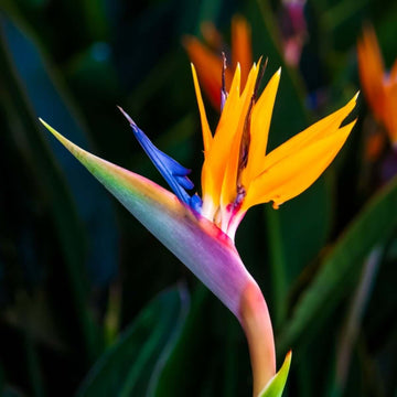 Bird of Paradise Seeds - Flower Plant