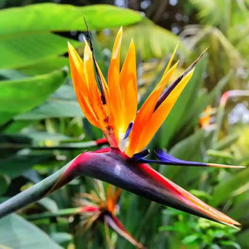 Bird of Paradise Seeds - Flower Plant