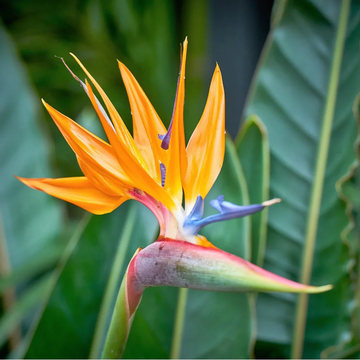 Bird of Paradise Seeds – Tropical Ornamental

