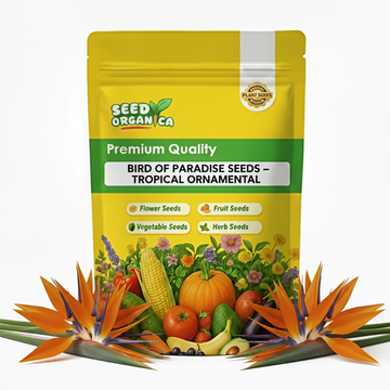 Bird of Paradise Seeds – Tropical Ornamental